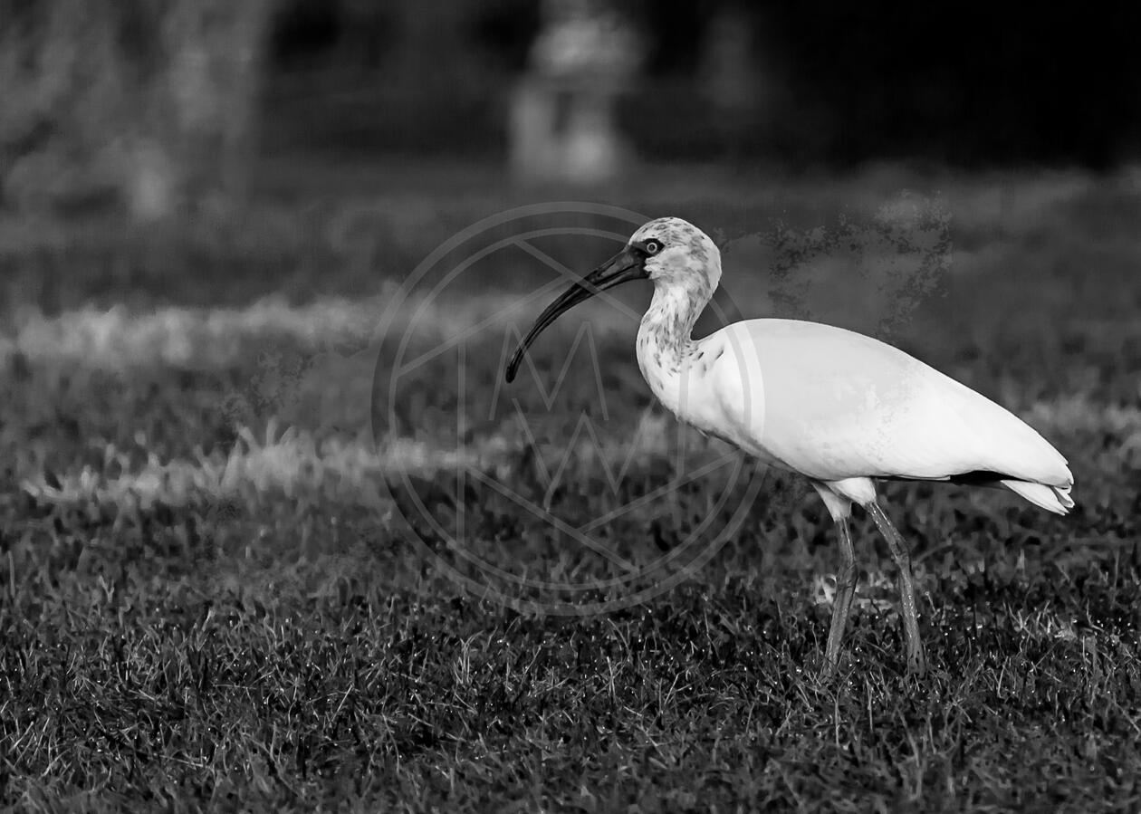 Grayscale Ibis Grayscale Ibis