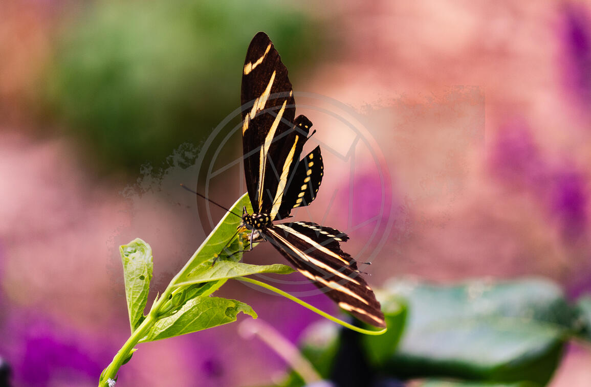 Watercolor Butterfly
