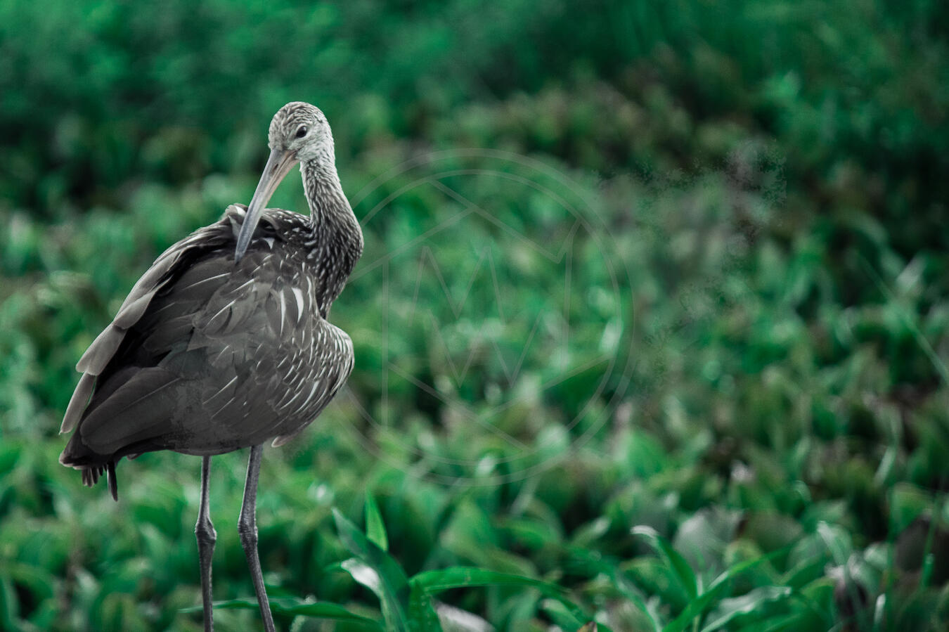 Ibis 2 Ibis 2