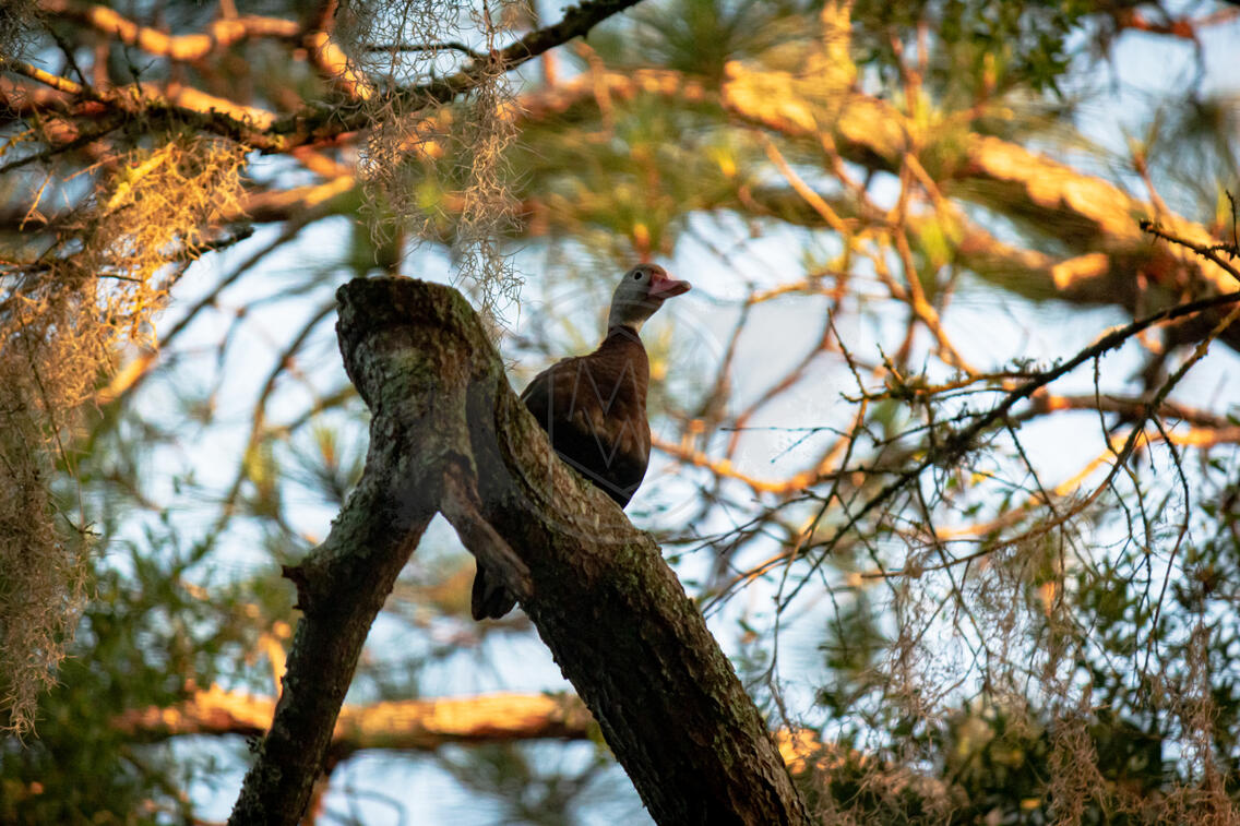Black Bellied Whistling Duck In A Tree