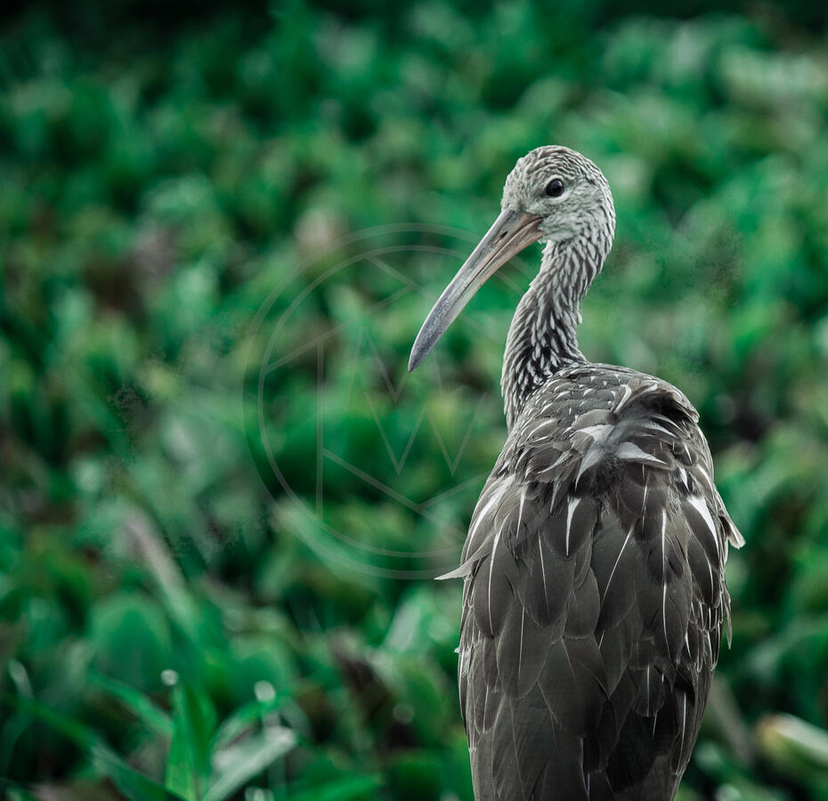 Ibis Ibis