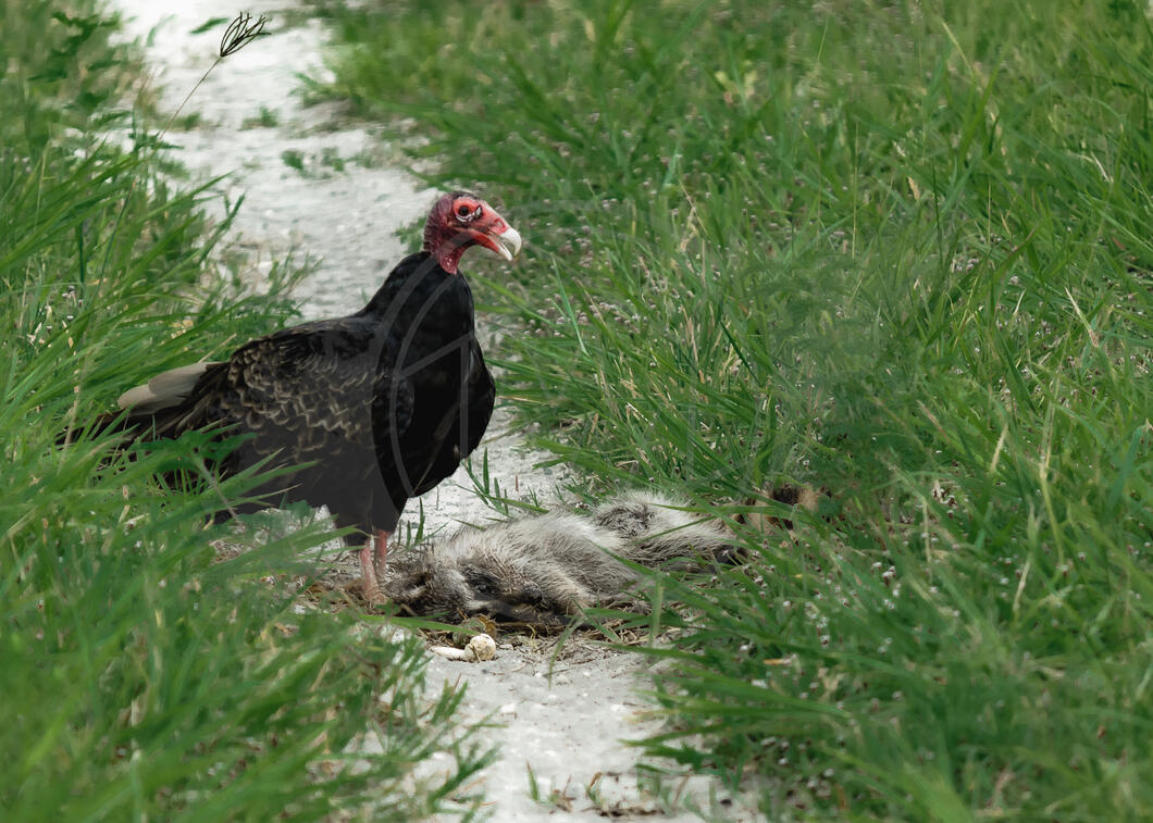 Scavenger&#39;s Delight