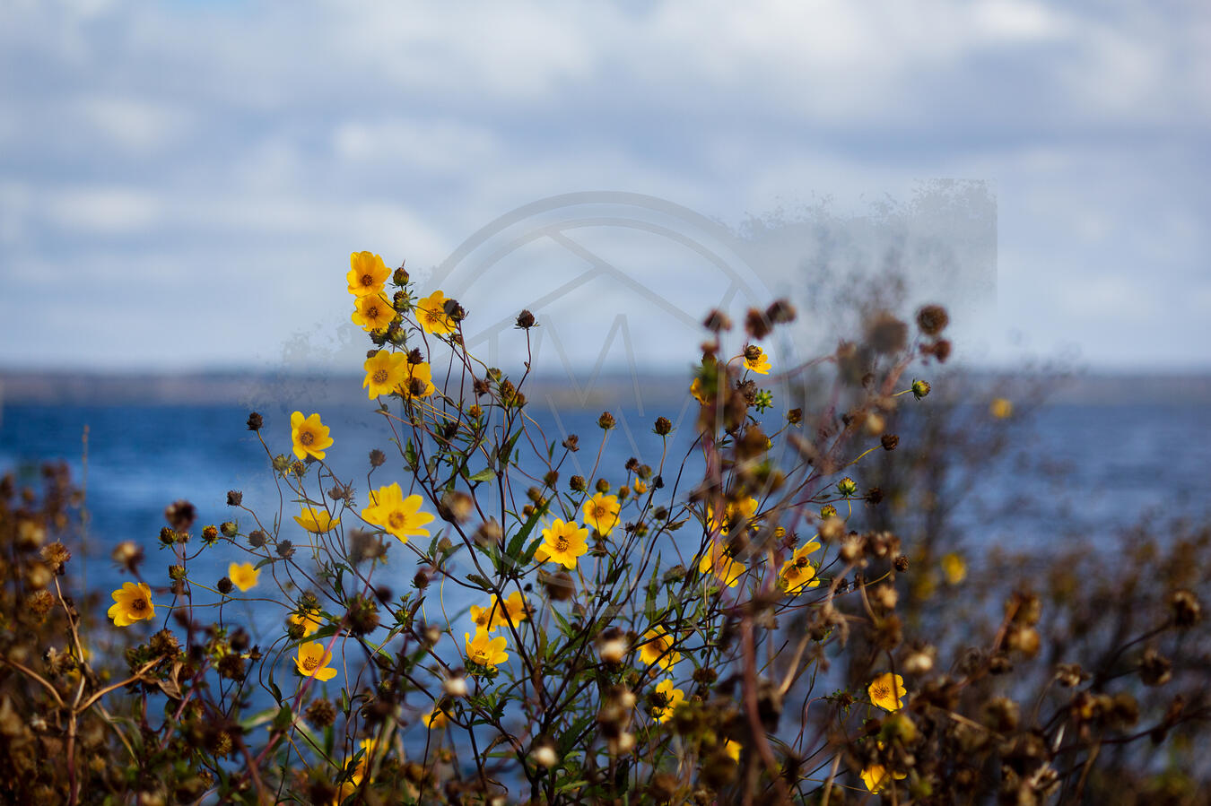 Yellow Bloom Yellow Bloom